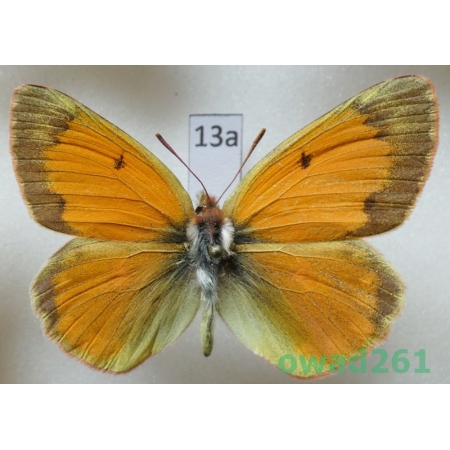 Colias staudingeri Alpheraky, 1881 male Kyrgyzstan13a